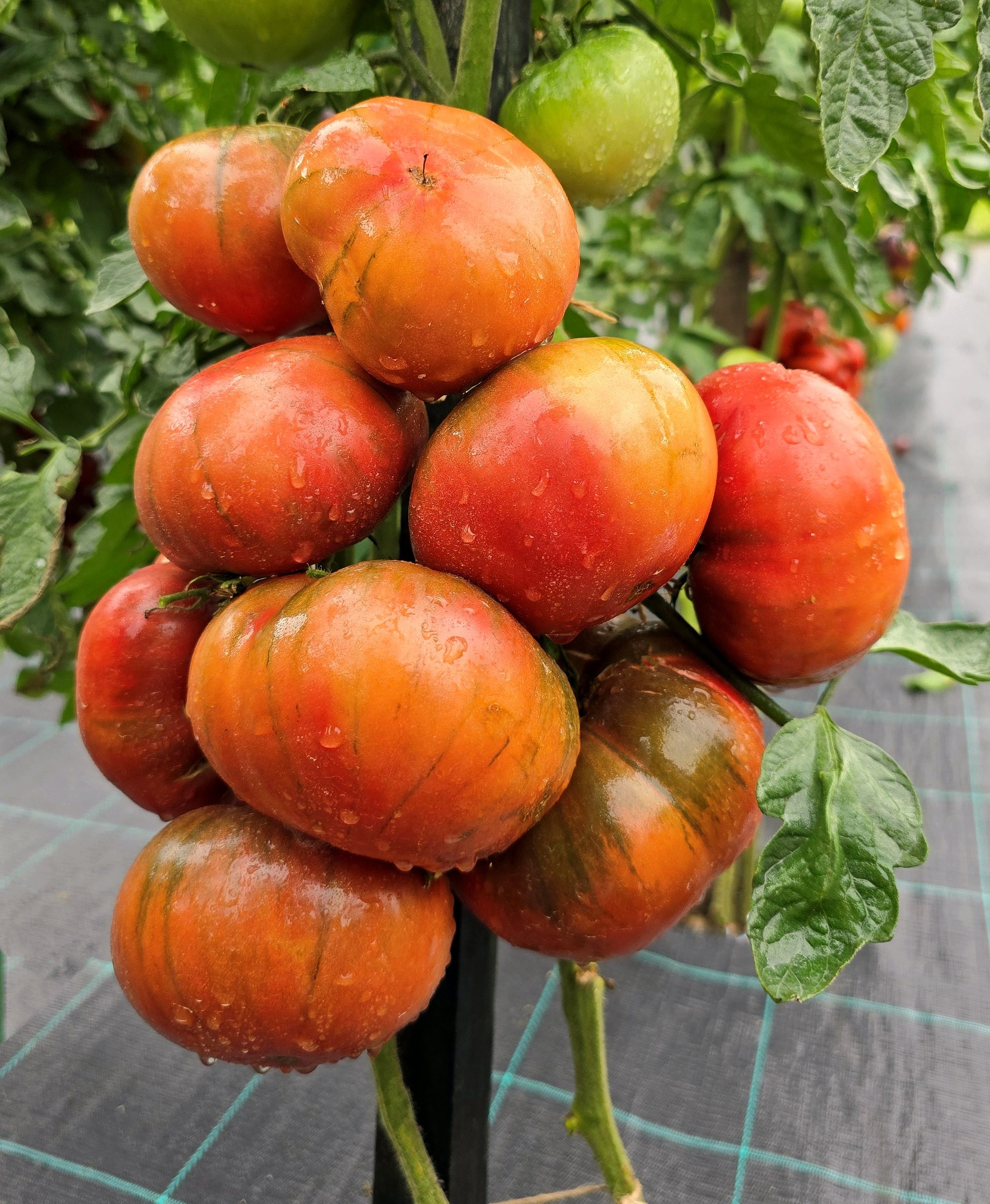 Black and Blue tomatoes: MIDNIGHT IN MOSCOW Tomato